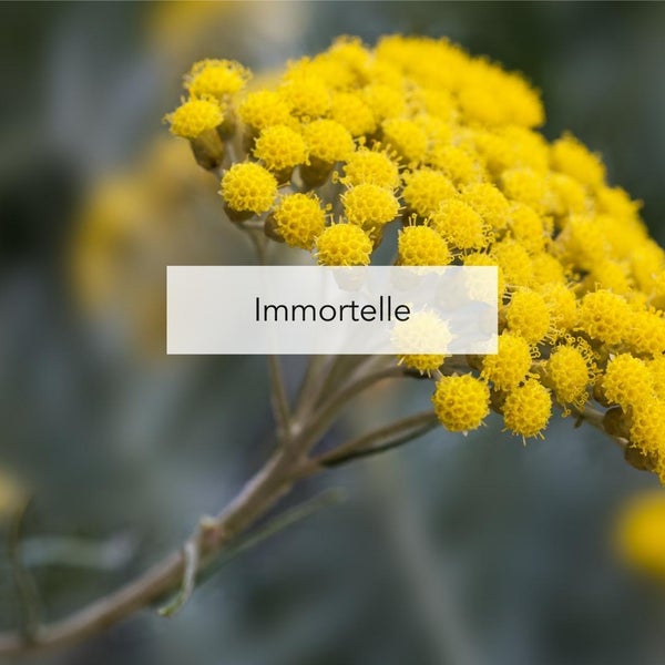Immortelle