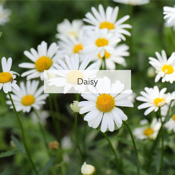 Daisy