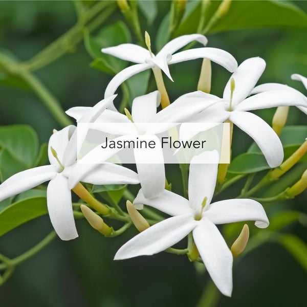 Jasmine Flower