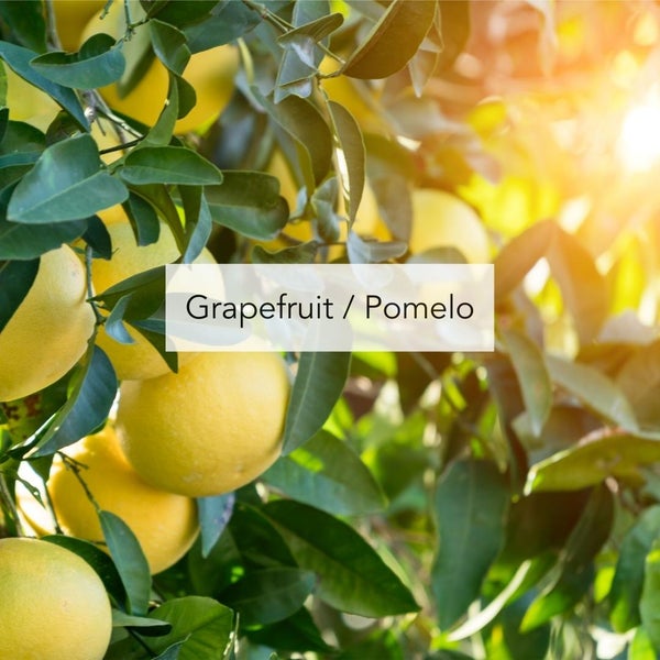 Grapefruit/Pomelo