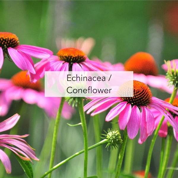 Echinacea/Coneflower