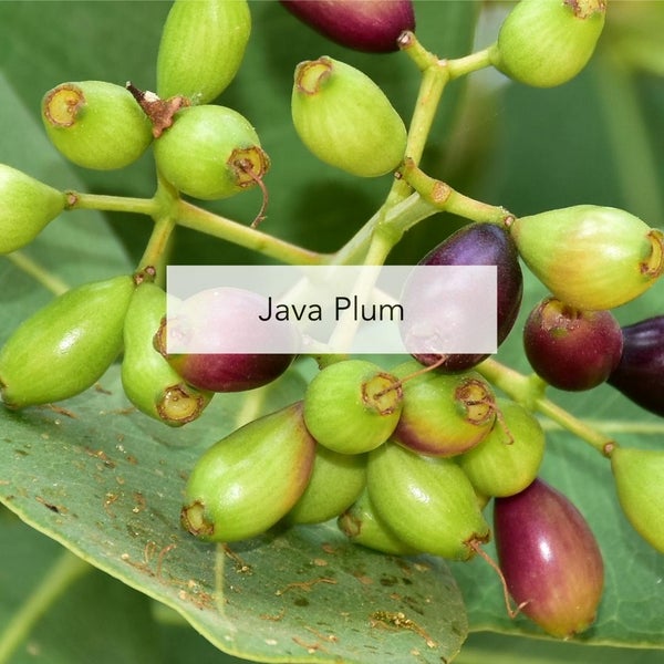 Java Plum