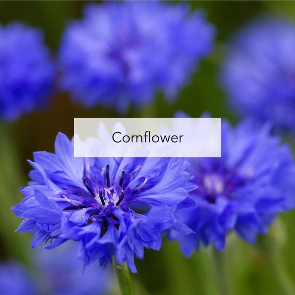 Cornflower