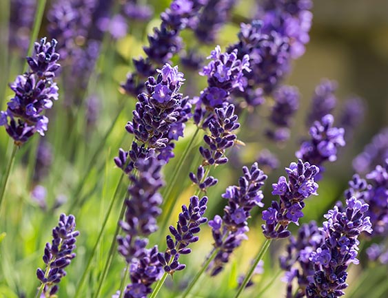 English Lavender