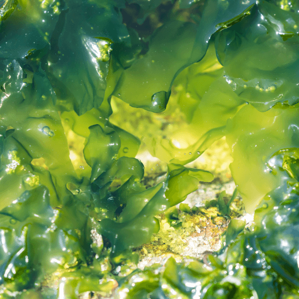 ALGAE