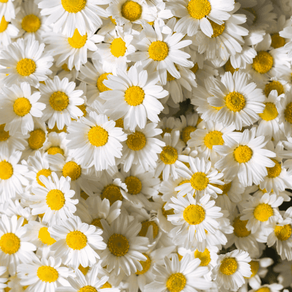 CHAMOMILE