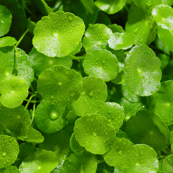 CENTELLA ASIATICA