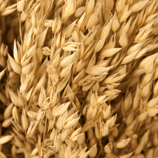AVENA SATIVA
