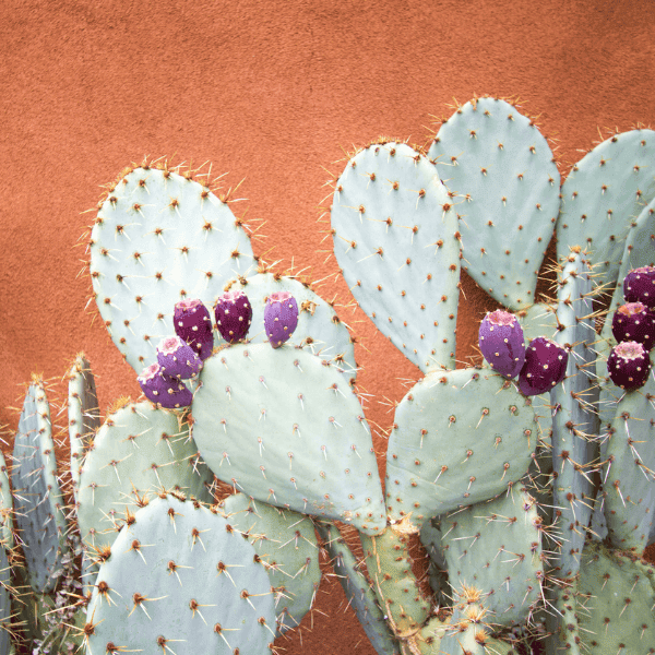 PRICKLY PEAR