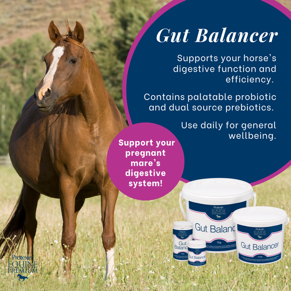 Gut Balancer  Supports your horses digestive function and efficiency. Contains palatable probiotic and dual source prebiotics. Use daily for general wellbeing. Support your pregnant mare’s digestive system!