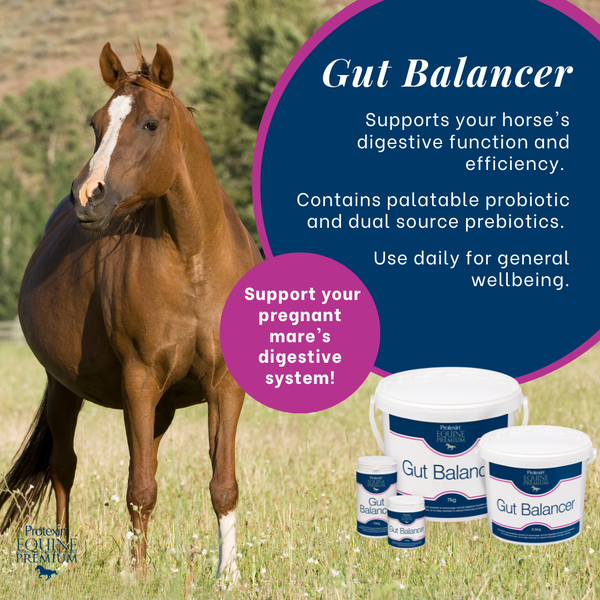 Equine Premium | The UK's Leading Equine Health Supplement Specialists
