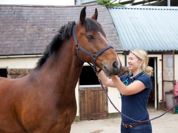 Vaccinations in horses