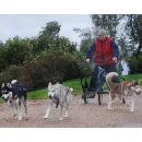 Husky Musher for Two
