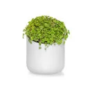 Urbio Shorty Planter