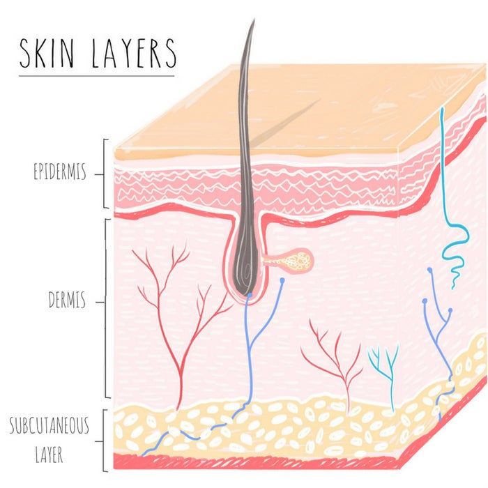 skin layers illustration