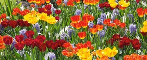 How To Plant Bulbs Ready For Spring