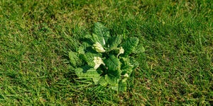 How To Identify And Remove Weeds