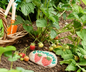 Grow Your Own Create A Veg Patch In Your Garden