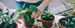 Indoor Plants for Beginners