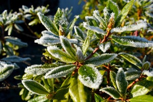 How to Protect Plants from Frost