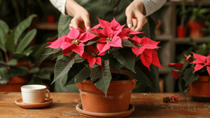 How to Keep a Poinsettia Alive After Christmas