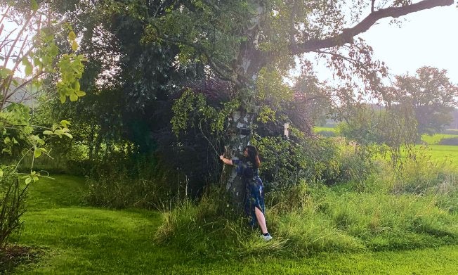 Tree and grass is illuminated by by sunshine