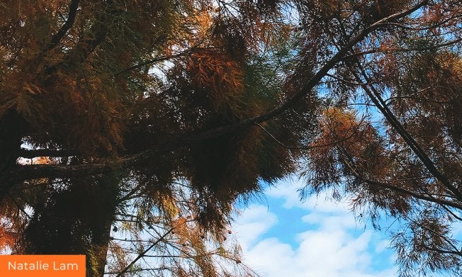 Tree overhangs in sunshine