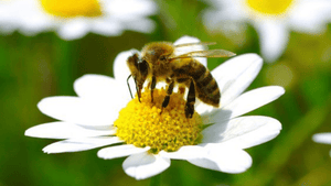 ¿Por qué son tan importantes las abejas?