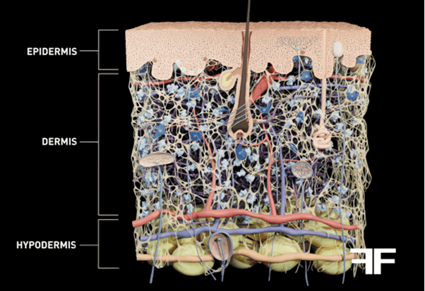 The structure of the skin: getting to know it better thanks to Filorga's expertise