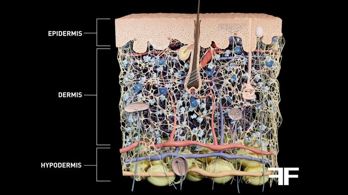 Skin ageing affects the structure of the skin as a whole.