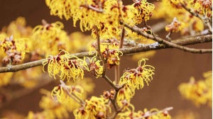 Witch Hazel – The Benefits