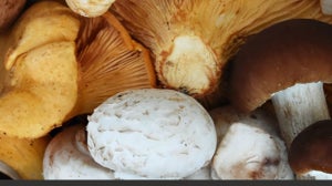 Mushrooms – The Missing Ingredient in Your Skincare Routine