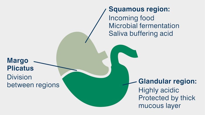 sections of horse stomach