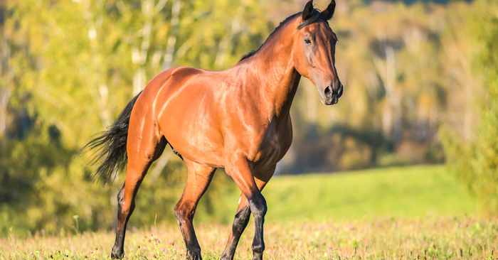 light brown horse trotting