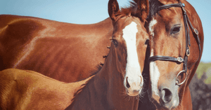 Preparing Your Horse for Breeding Season