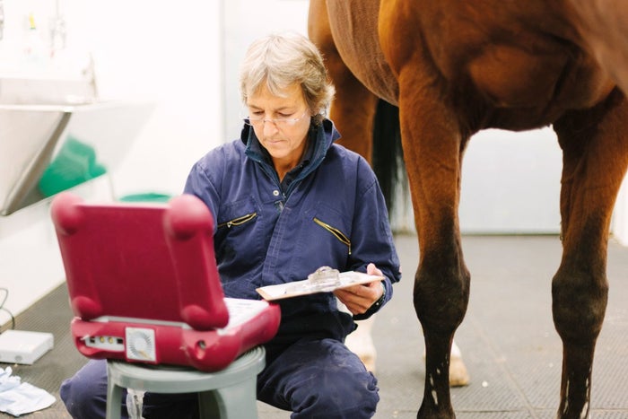 vet scanning pregnant mare