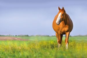 horse standing in field with long grass