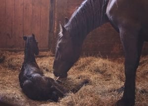 mare with foal lying indoors with hay