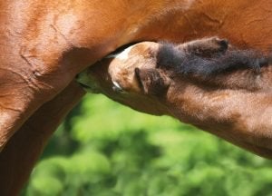 young foal feeding from mother