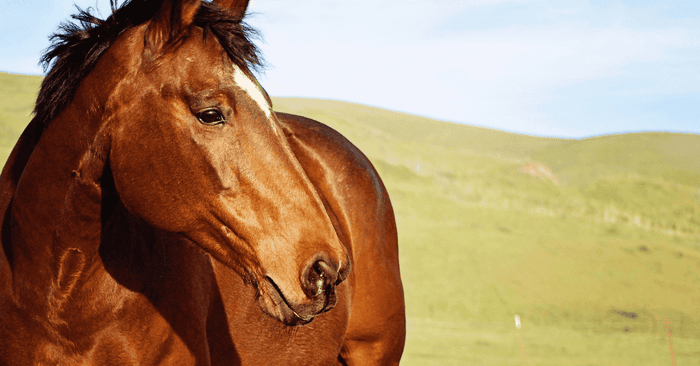 veteran horse with green hills in background