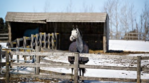 11 Tips for Feeding Your Horse in Winter