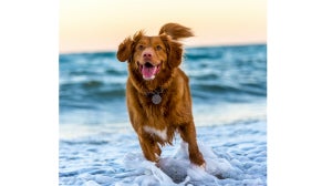 Your Guide To Vitamins And Supplements For Dogs