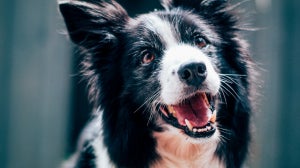 Signs Your Dog Needs Prebiotics Or Probiotics