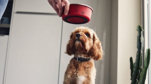 Canine Nutrition