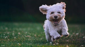 How to maintain your dog’s health