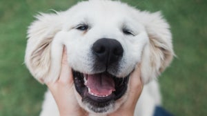 Can I give my dog probiotics meant for people?