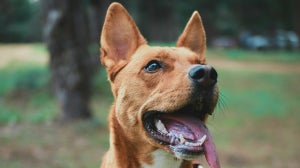 Can dog probiotics cause side-effects?
