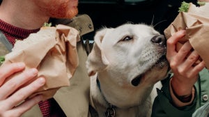 Canine nutrition: everything you need to know about your dog and their food