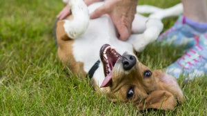 Do vets recommend probiotics for dogs?