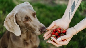 What fruit and vegetables can dogs eat?
